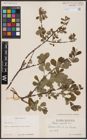 Foto von Salix aurita L.